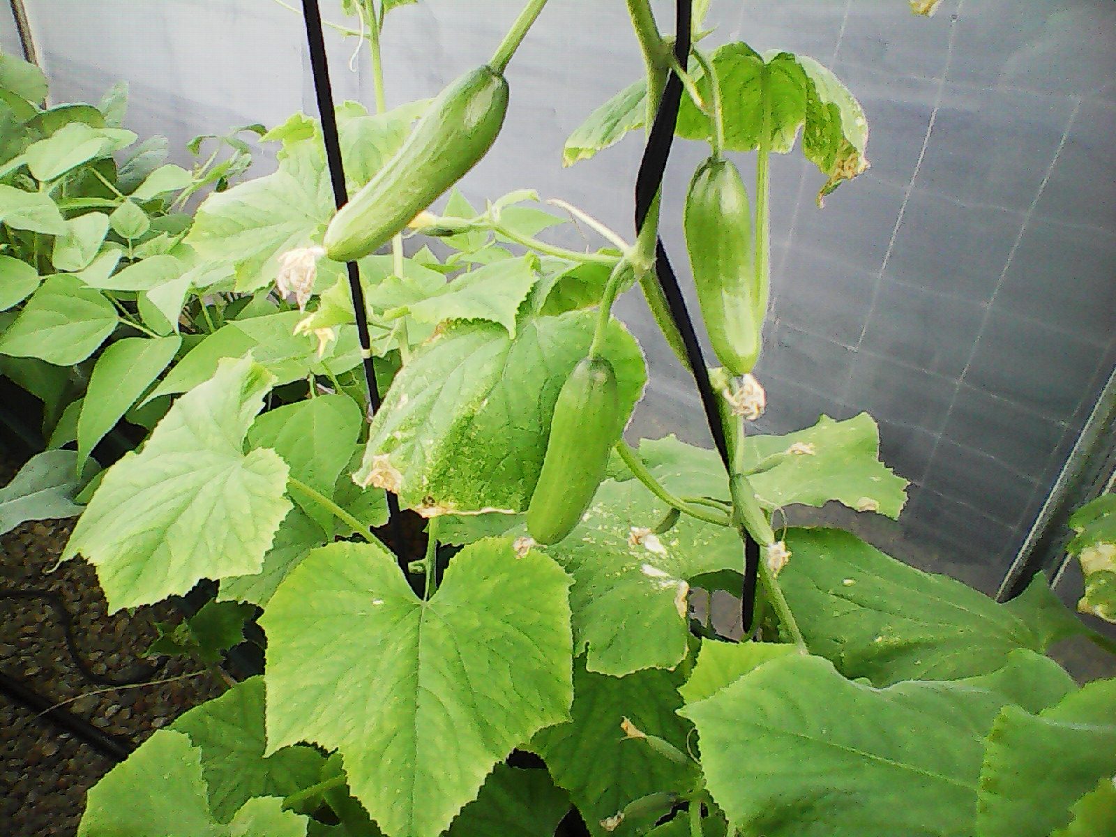 May for Manure crops and Mulch