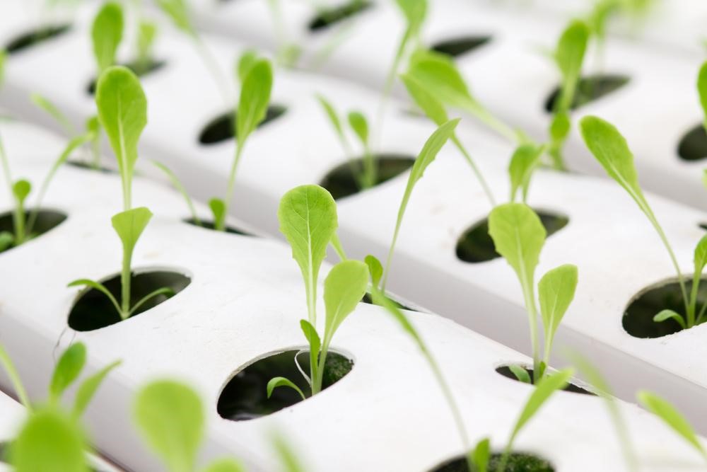 How Hydroponics Promotes Sustainable Life