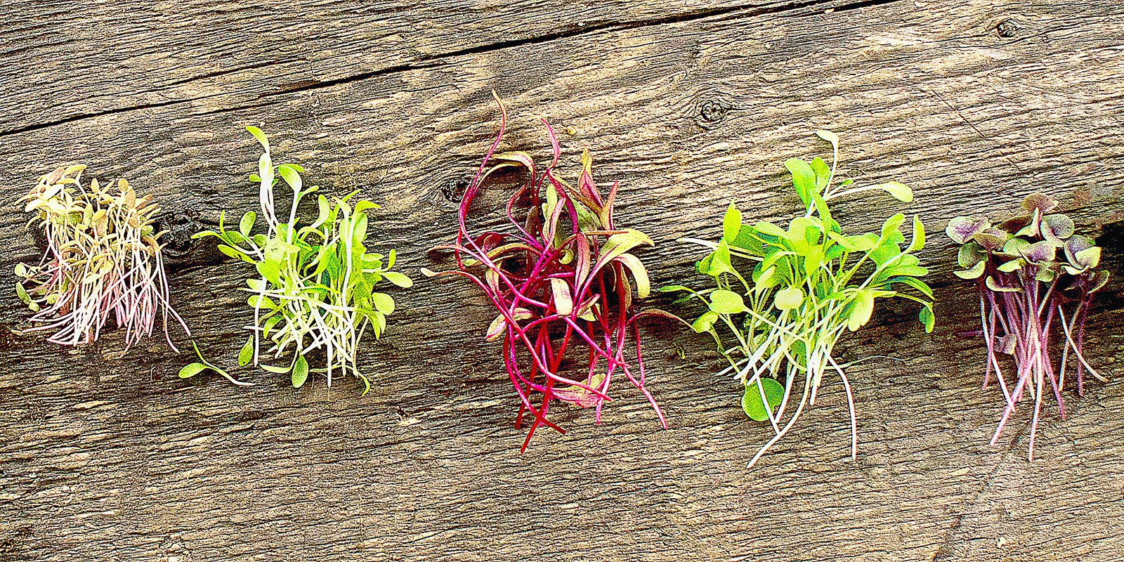 microgreen varieties