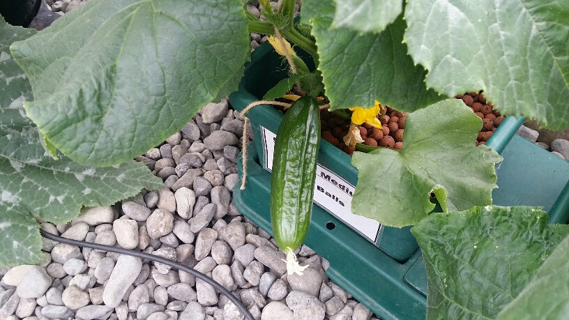 Gardening With Autopot