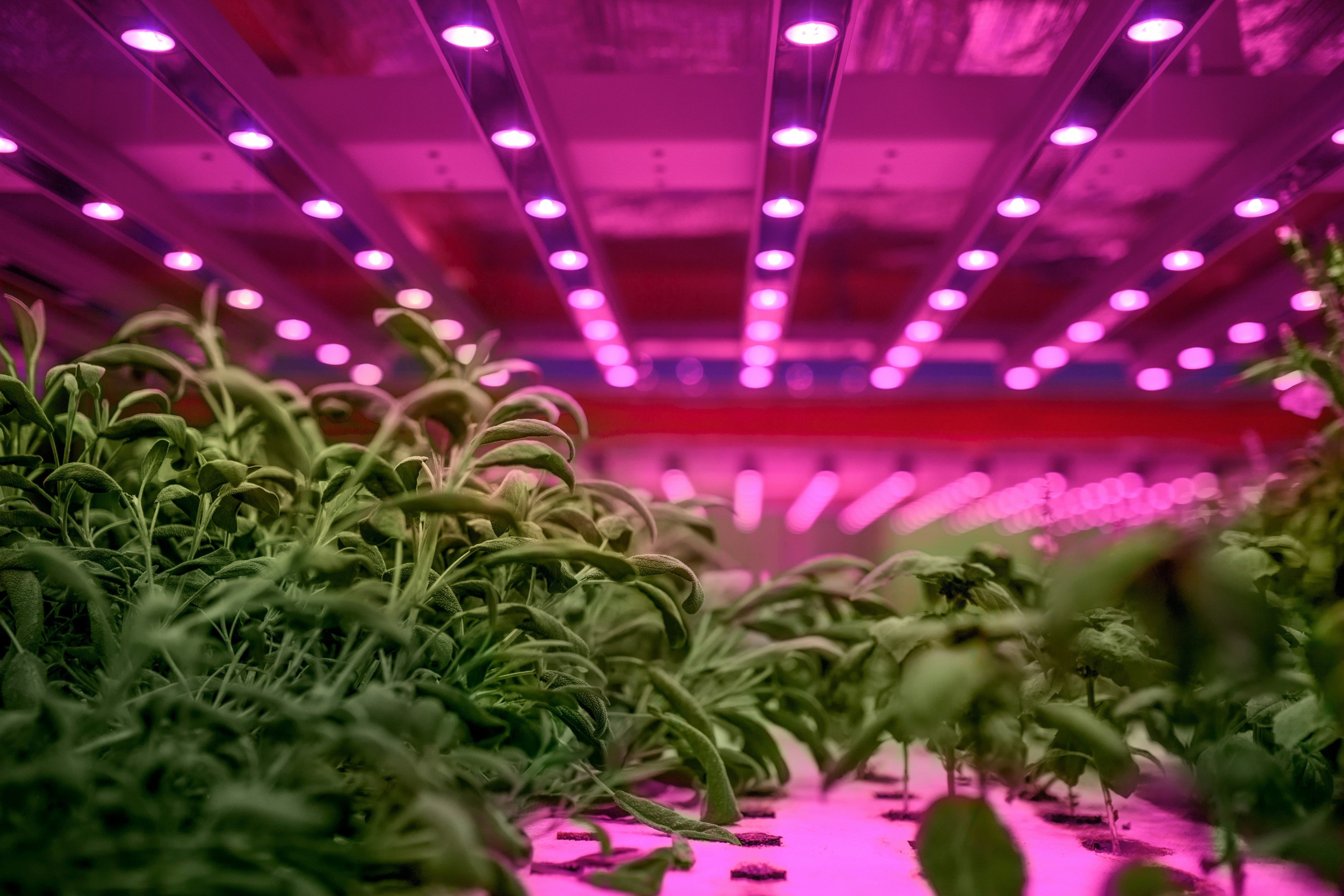 Which grow light is right for you?