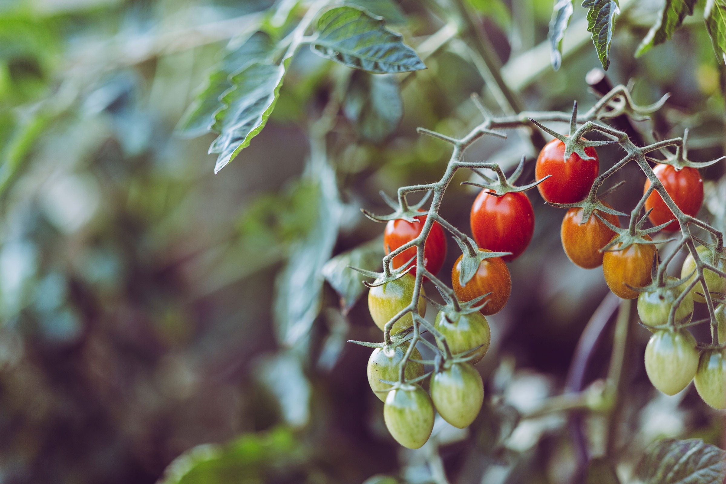 Cherry tomatoes growing in AutoPot Hydroponics 