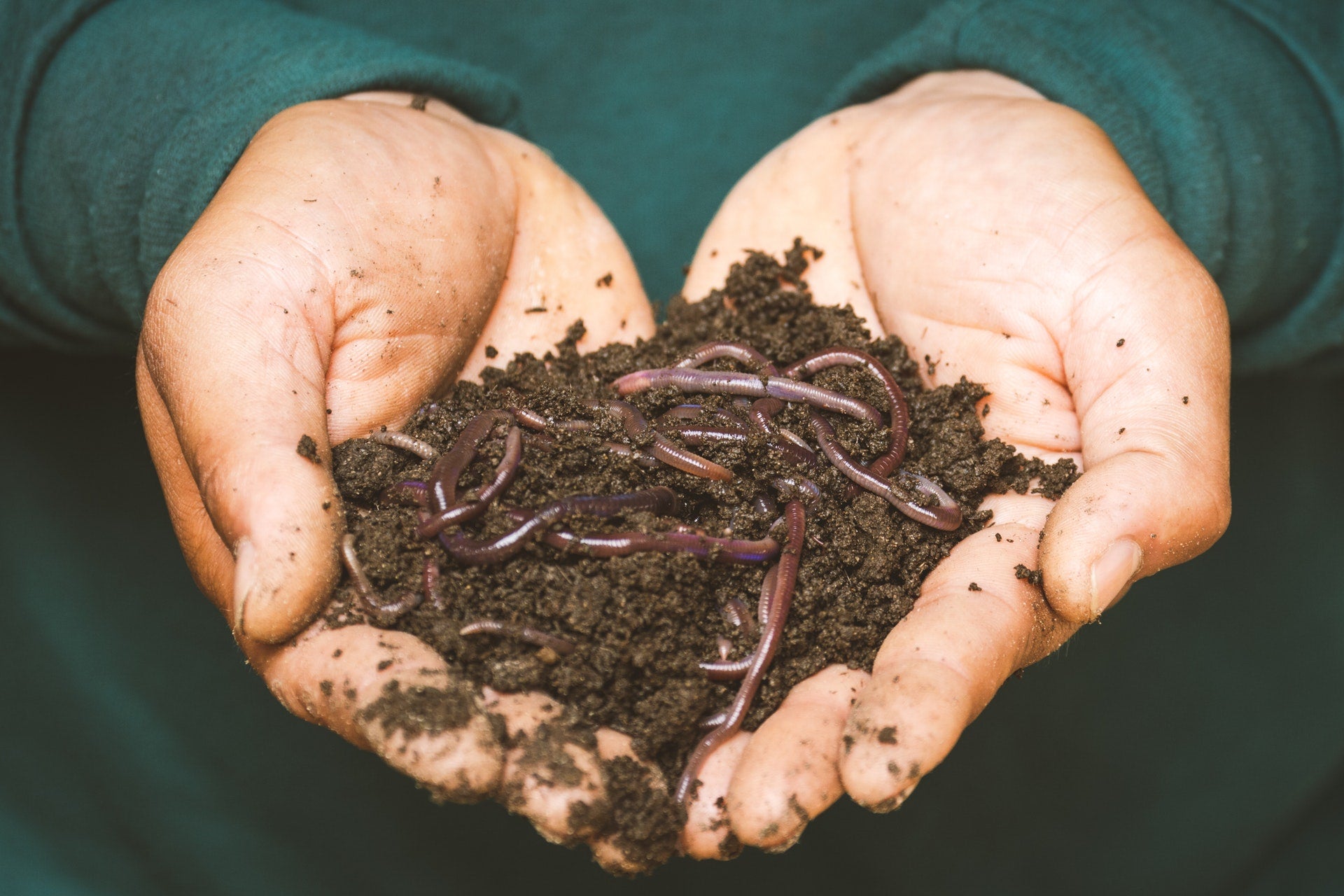 Worm Farm