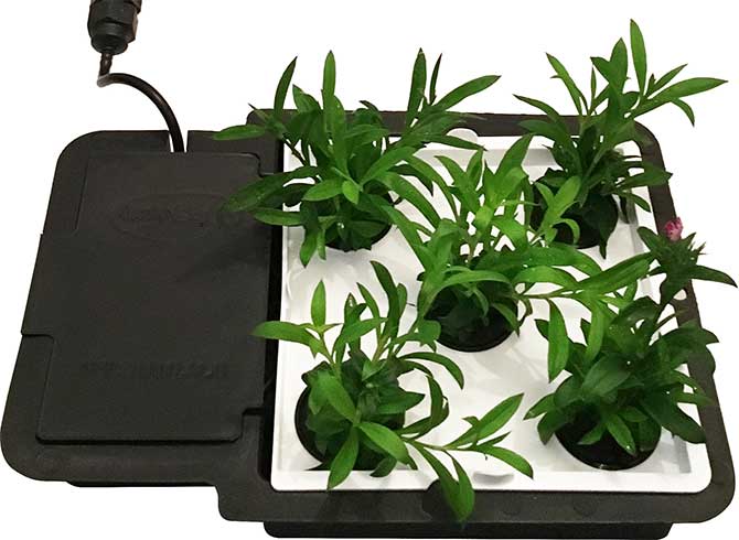 Aquaplate Square - Grow Lettuce