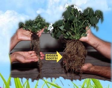 Root Blast