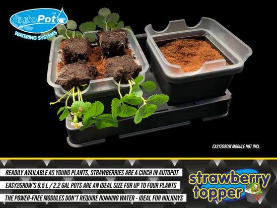 Strawberry Topper (AutoPot)
