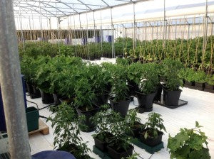 AutoPot XL 12 pot system - plastic pots with FREE NUTRIENT