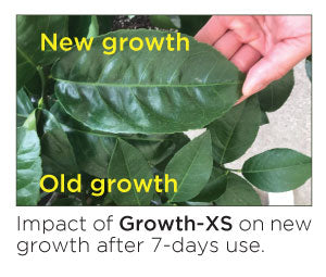Floramax Growth-XS